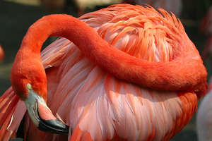 image: flamingo2 