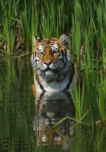 image: tiger in water 