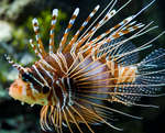 image: lionfish 