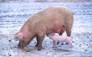image: swine flu