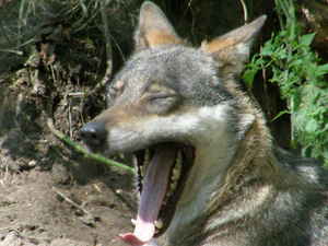 image: wolf_mouth 