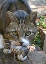  img: cat mouse 