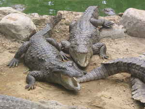 image: crocodiles laughing