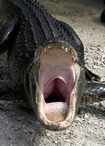 image: alligator - yawning 