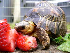 Tortoise aha7.com_ppp-fr _wymf-nutra-fr.htm